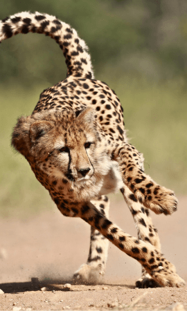 Cheetah