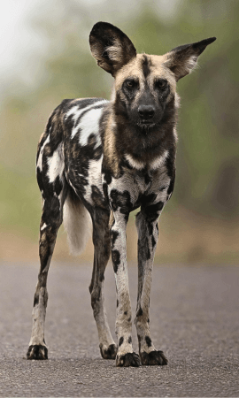 Wilddog